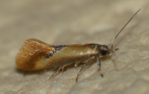 Réf. 304 837 : Batia sp.